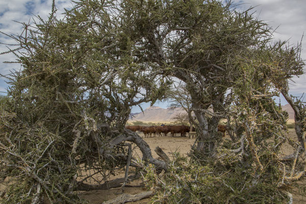 Ababis Guestfarm © Ria Henning-Lohmann