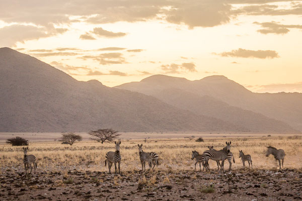 Zebra herd - Ababis Guestfarm © Ria Henning-Lohmann