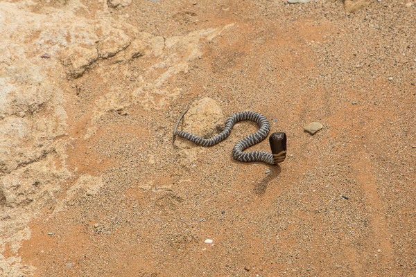 Zebra cobra - not really harmless - Ababis Guestfarm © Ria Henning-Lohmann