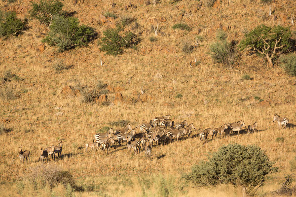 Hartmann Mountain Zebras - Ababis Guestfarm © Ria Henning-Lohmann