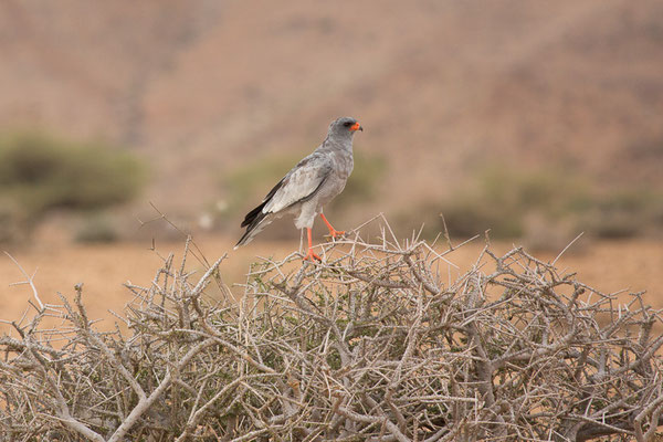 red legged bussard - Ababis Guestfarm © Ria Henning-Lohmann