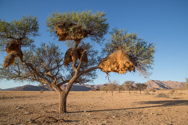 Ababis Guestfarm © Ria Henning-Lohmann