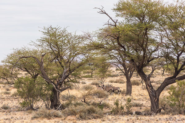 Ababis Guestfarm © Ria Henning-Lohmann