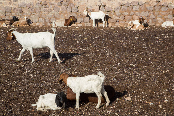 Ababis Guestfarm © Ria Henning-Lohmann