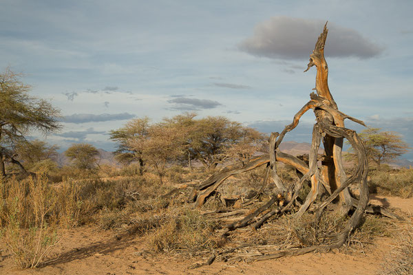 Upside down? - Ababis Guestfarm © Ria Henning-Lohmann