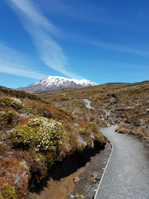 Tama Lakes Track