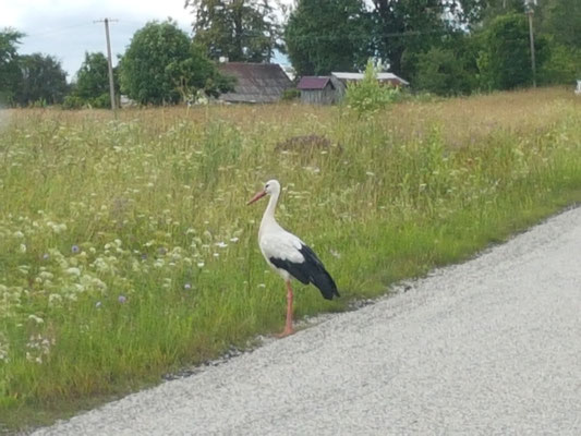 Störche wohin man guckt