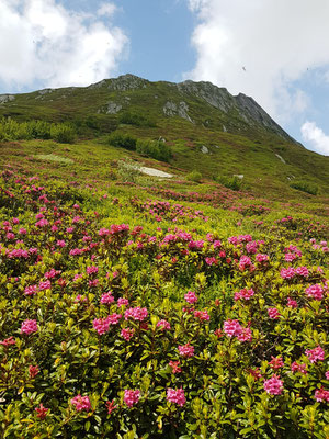 Alpenrosen so weit das Auge reicht