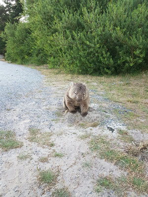 abendliche Besucher auf dem Campingplatz