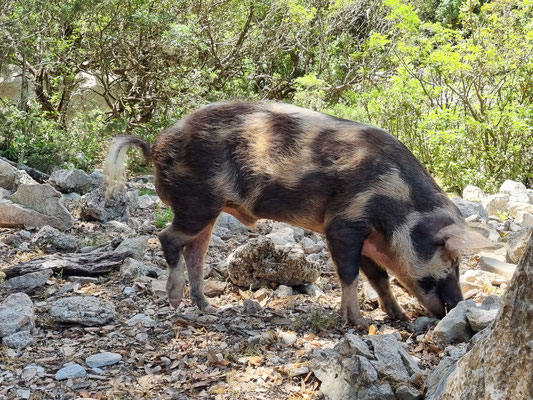 tierische Begleitung auf dem Rückweg