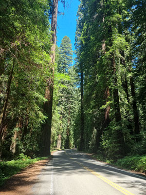 Avenue of Giants
