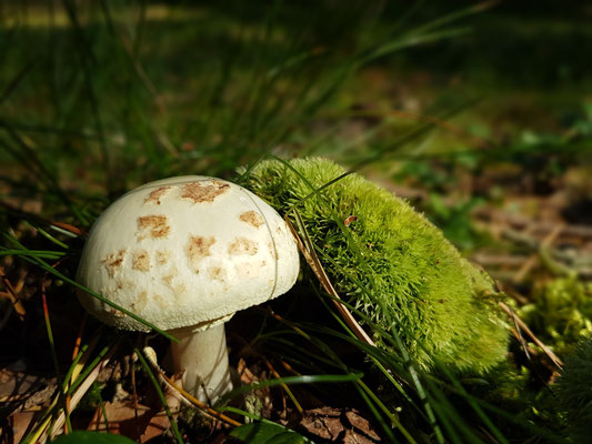 Von Prerow gehts zu Fuss durch den Darßer Urwald zum kilometerlangen Weststrand