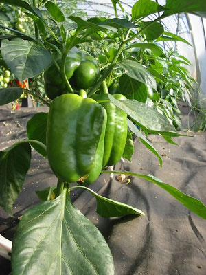 Auch Paprika in allen Formen und Farben bauen wir hier an, von grün über gelb, leuchtend orange bis rot, blockig und spitz, scharf oder mild...