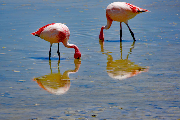 Flamingos in den Lagunen