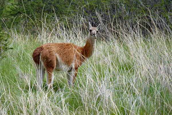 Guanaco