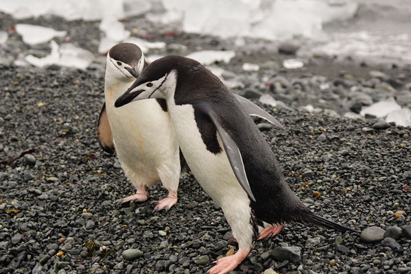 Zügel- oder Kehlstreifen Pinguin