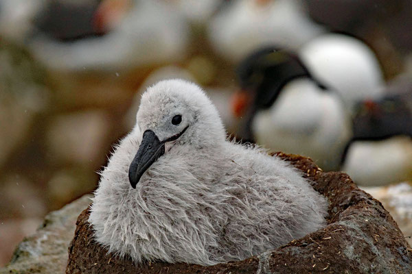 junger Albatros