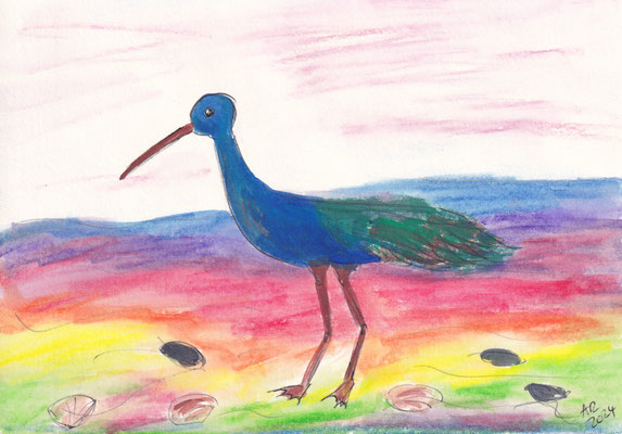 Zeichnung AR: Blaue Bekassine