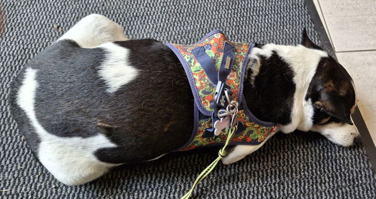 Frida ist sauer (liegt auf dem Abstreicher vom Restaurant)