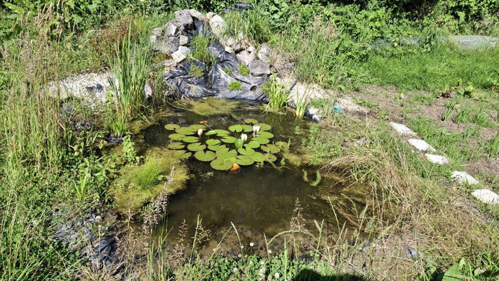 kleiner Teich