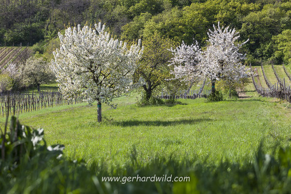 Kirschblüte, Burgenland, Österreich