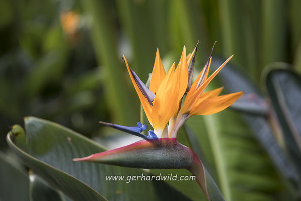 Paradiesvogelblume, Teneriffa, Spanien