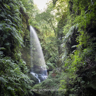 Cascada de Los Tilos, La Palma, Spanien