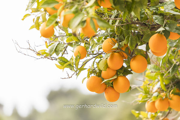 Orangen, Mallorca, Spanien