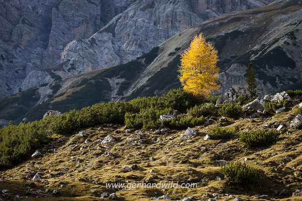 herbstlich gefärbte Lärche, Italien
