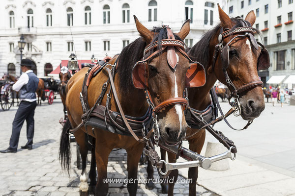 Fiaker, Wien, Österreich