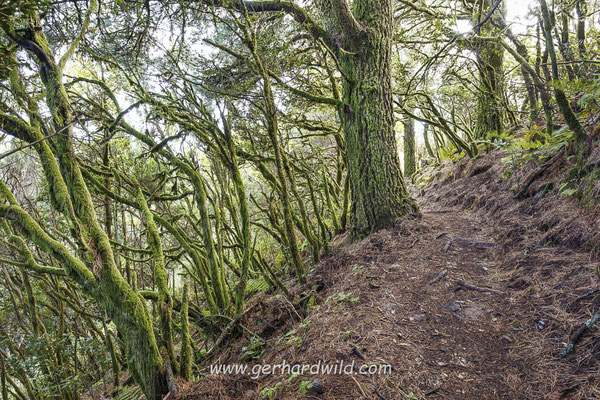 Cumbre Nueva, La Palma, Spanien