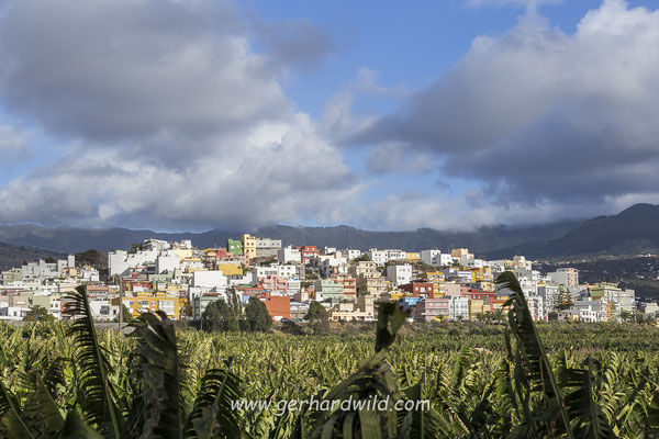 Bananenplantage vor Los Llanos, La Palma, Spanien