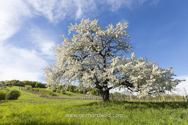 Kirschblüte, Burgenland, Österreich