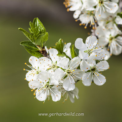 Marillenblüte in der Wachau, Niederösterreich, Österreich