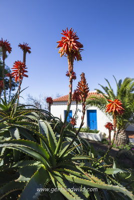 blühende Aloe Vera bei Las Tricias, La Palma, Spanien