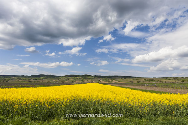 Rapsfeld, Burgenland, Österreich