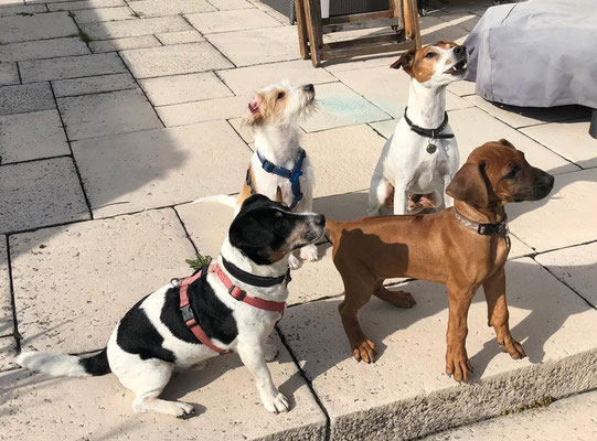 und hier - alle 4 Hunde der Gross-Familie zusammen. Sie leben in drei verschiedenen Haushalten und sind schon ein richtig gutes Team geworden!