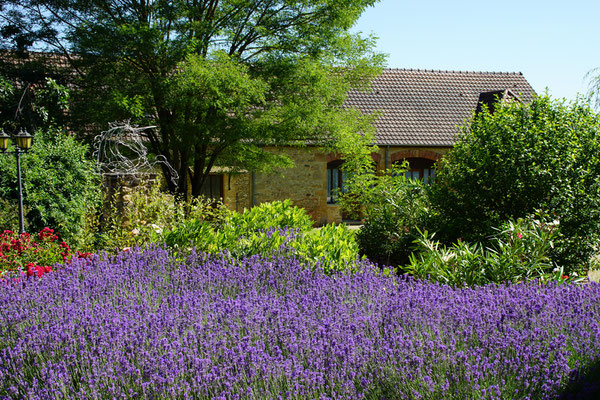 Domaine de la Licorne cottages in french Black Perigord, lavender