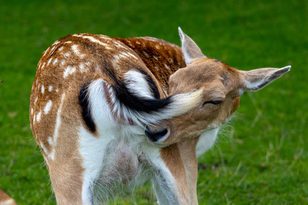 Skandinavischer Tierpark
