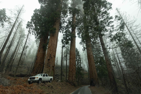 Sequoias im Nebel - sehr beeindruckend