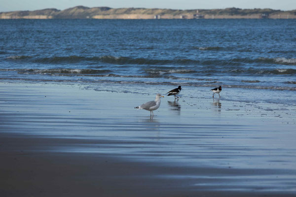 Spaziergang am Meer 