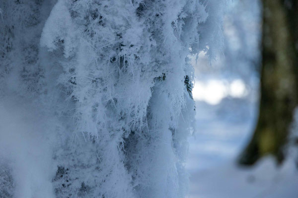 Winterwunderland am Albis