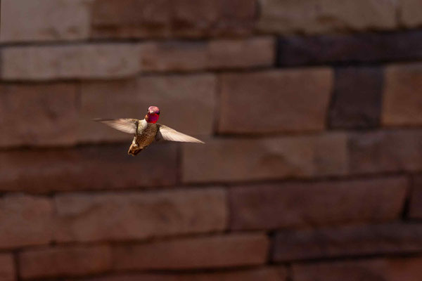 Kolibris im Red Rock State Park Nähe Sedona