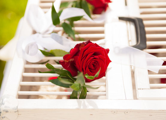 Hochzeitstauben Rosen Hochzeitsfotos Görlitz