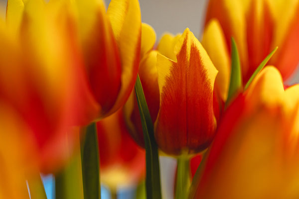 Tulpen