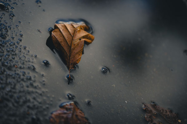 Vergänglichkeit im Regen