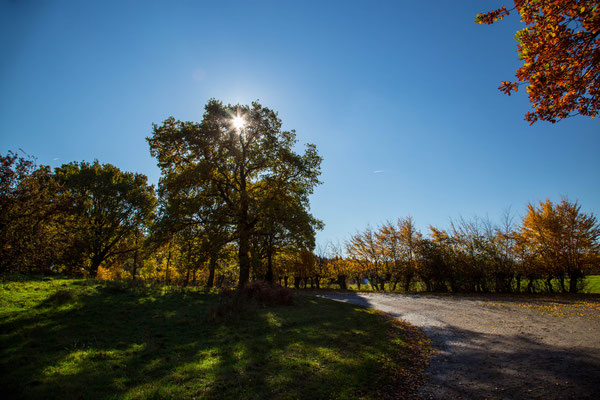 Landschaft Brander Wald