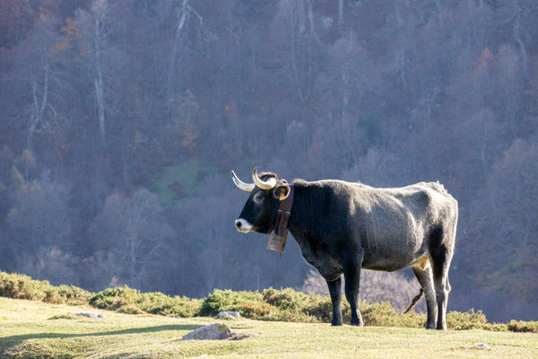 Tudanca-Rind in der Cordillera Cantábrica - diese Rasse stammt aus Kantabrien