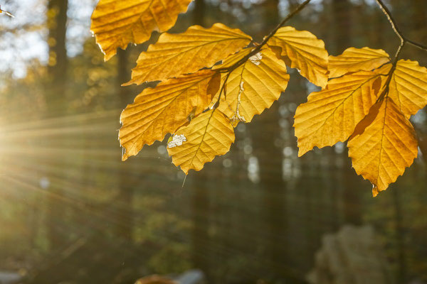 Herbstlicht im Wald