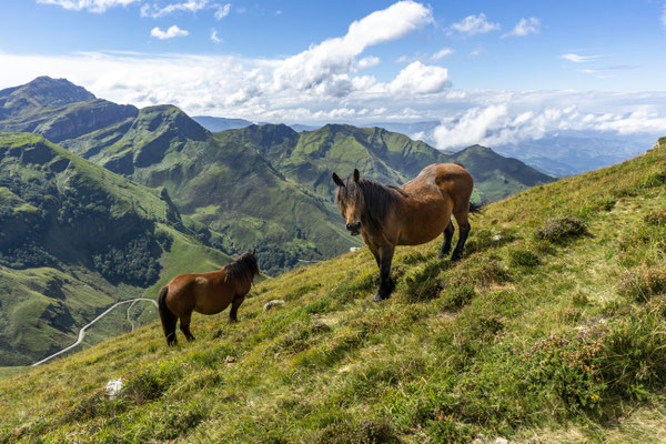 Halbwilde Pferde in den Collados del Asón, im Hintergrund der Castro Valnera (Tour 18)
